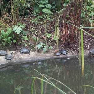 terrapins