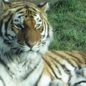 alonya blackpool zoo