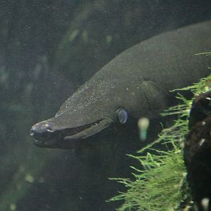 Alligator Gar (Atractosteus spatula / Lepisosteus spatula)