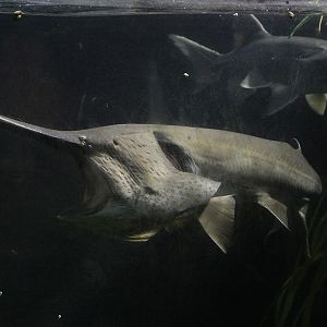 American Paddlefish (Polyodon spathula)