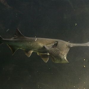 American Paddlefish (Polyodon spathula).
