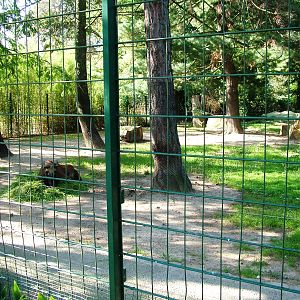 Takin Exhibit at Dresden, 29/08/12