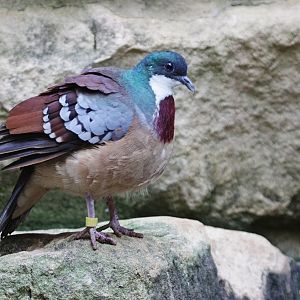 Mindanao Bleeding-heart Dove (Gallicolumba criniger)
