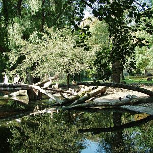African Paddock at Dresden, 29/08/12