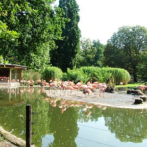 Flamingo Exhibit at Dresden, 29/08/12
