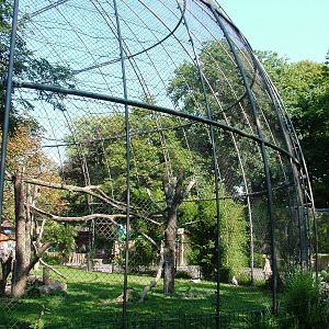 Vulture Aviary at Dresden, 29/08/12