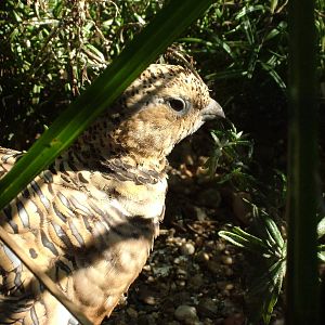 Pin-tailed Sandgrouse at Dresden, 29/08/12