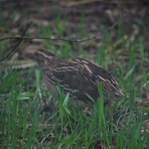 European or Japanese quail
