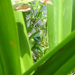 Green Crested Lizard