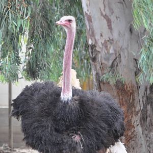 Masai ostrich  / Struthio camelus massaicus