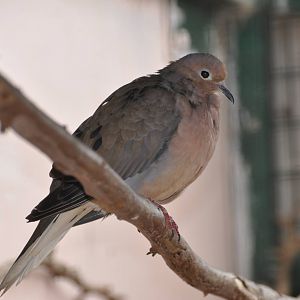 Mourning dove/ Zenaida macroura