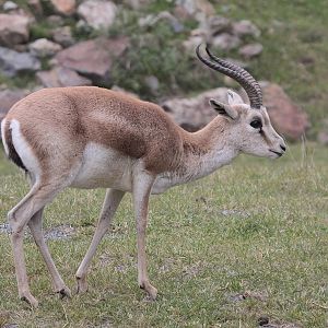 Gazella subgutturosa