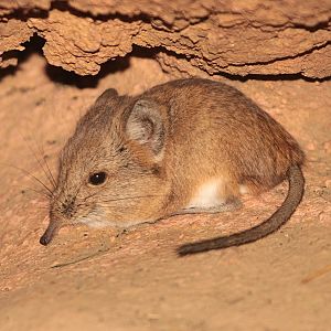 Short-eared Elephant Shrew (Macroscelides proboscideus)