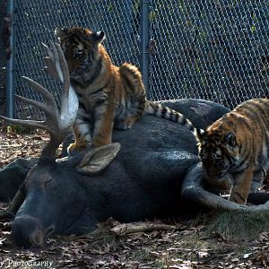 tiger cubs climb on fake moose in exhibit