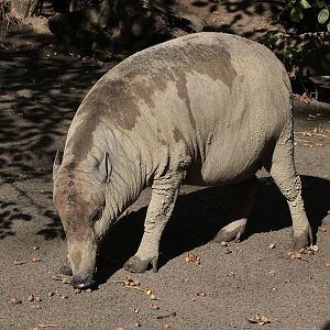 Babirusa - female