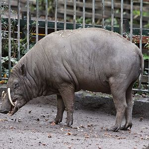 Babirusa - male
