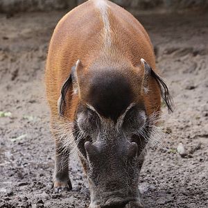 Red River Hog (Potamochoerus porcus pictus)