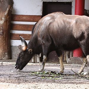 Gaur (Bos gaurus gaurus)