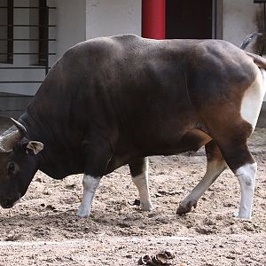 Javan Banteng (Bos javanicus javanicus) - male