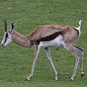 Springbok (Antidorcas marsupialis)