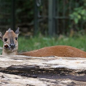 Red Duiker (Cephalophus natalensis)