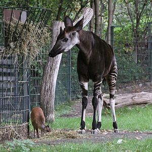 Red Duiker and Okapi