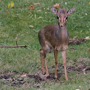 Kirk's Dik-dik