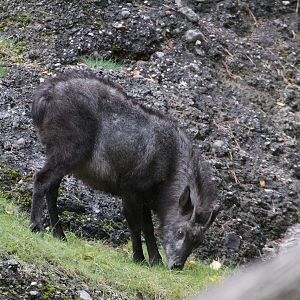 Japanese Serow (Capricornis crispus)
