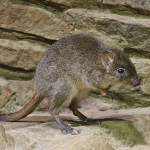 Short-nosed Rat Kangaroo (Bettongia penicillata)