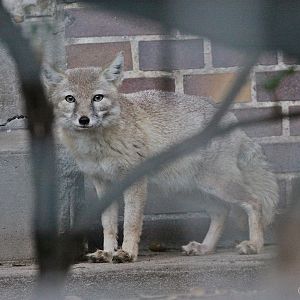 Corsac Fox (Vulpes corsac)