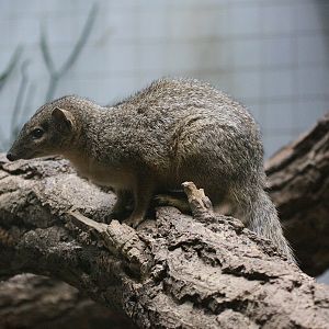 Narrow-striped Mongoose (Mungotictis decemlineata decemlineata)