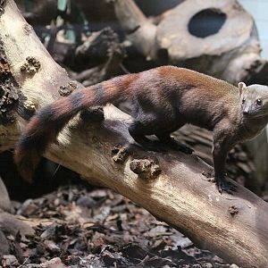Malagasy Ring-tailed Mongoose (Galidia elegans elegans)