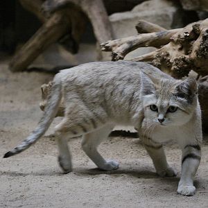 Sand Cat (Felis margarita harrisoni)