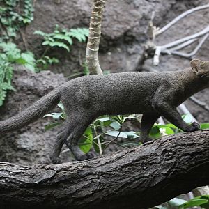 Jaguarundi