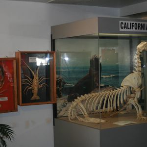 Aquarium museum mountings