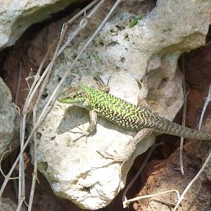 morrocan wall lizard? L. perspicillata