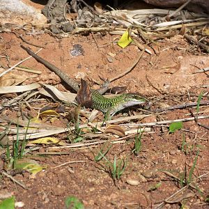 another view of possible morrocan rock lizard