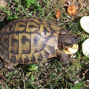 Hermann's tortoise Testuda hermanni