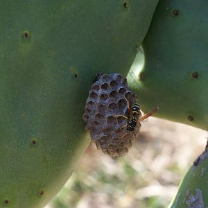small wasp species unknown