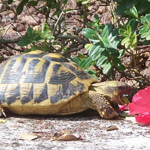 Hermman's tortoise near the pool