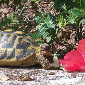 clear off i'm eating.