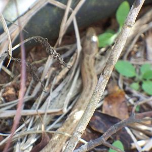 Snake Unknow species