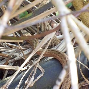 another view of snake