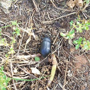 unknown ground beetle