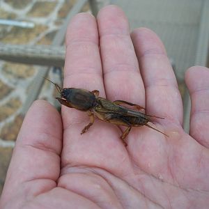 mole cricket