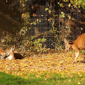 Red kangaroos at Dortmund