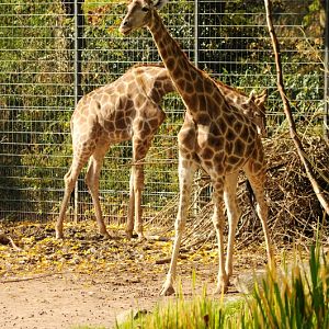 Angolan giraffes at Dortmund