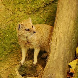 Yellow Mongoose at Dortmund