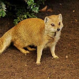 Yellow Mongoose at Dortmund