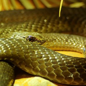 Mozambique Sandsnake at Dortmund